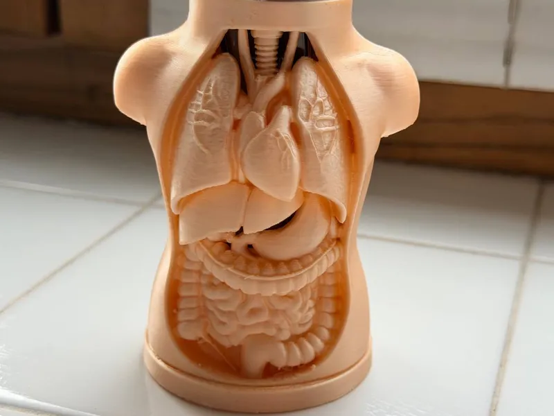 Suporte de Canetas Torso Anatômico